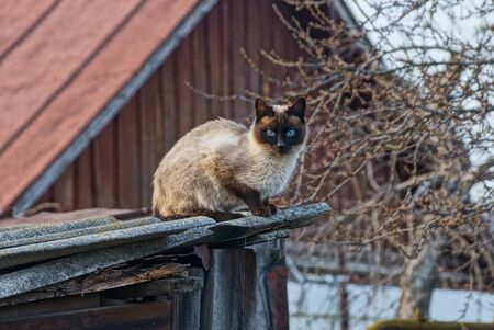 one brown cat sits and looks on a gray roof in the streetの写真素材