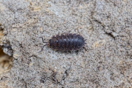 one small brown insect wood louse is sitting on gray earth in natureの写真素材