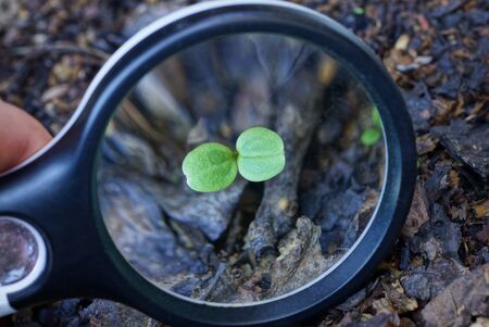 one black magnifier increases green small sprout on earthの写真素材