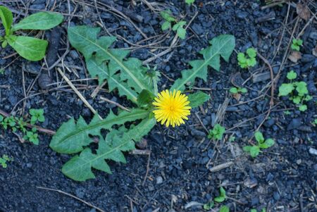 one yellow wild flower dandelion with green leaves grows on the black earth in natureの写真素材