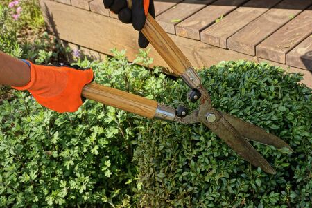 hands of a gardener in orange gloves hold big pruner shears over a green bush of a plant in the...
