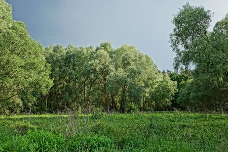 part of a summer park of green deciduous trees and tall grass in a meadow against a gray skyの写真素材