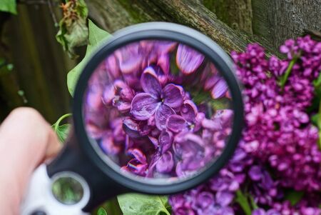 black magnifier in hand increases many small red flowers on a lilac branchの写真素材