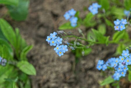 small blue wild flowers on a green stem with leaves in gray earth on nature