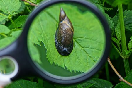 black magnifier magnifies a brown snail on a green leaf of a plantの写真素材