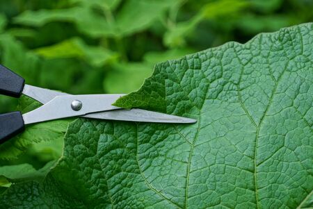 gray metal scissors cut a large green leaf of a burdock plant