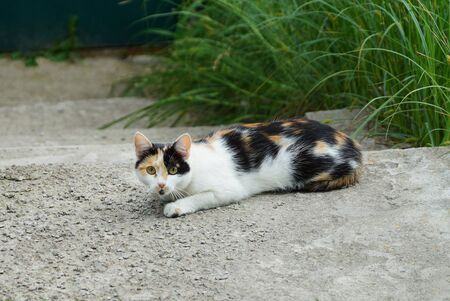 one big spotted cat lies and looks at the gray concrete road near the green grass on the streetの写真素材