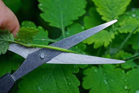 gray metal scissors in hand cuts the stem of a celandine plant among green leaves in drops of water