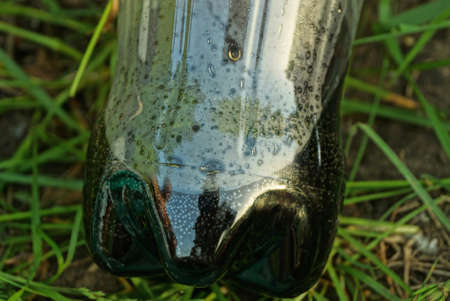part of a plastic bottle with a black drink lies on the green grass in nature