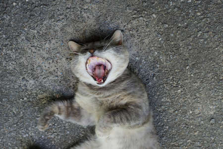 one big gray cat lies and yawns on the asphalt outsideの写真素材