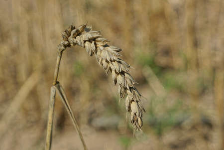 one gray brown dry spike of wheat in an autumn fieldの写真素材
