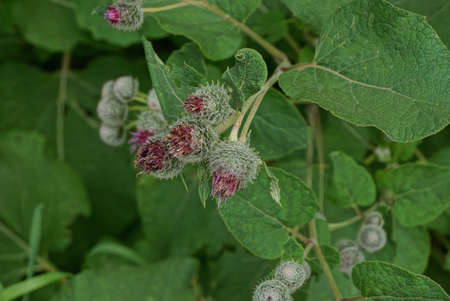 red green prickly buds burdock flowers in leaves in natureの写真素材