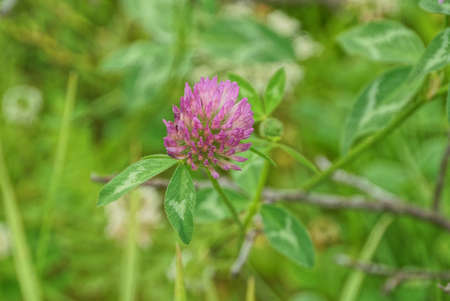 one red clover flower on a stalk with green leaves
