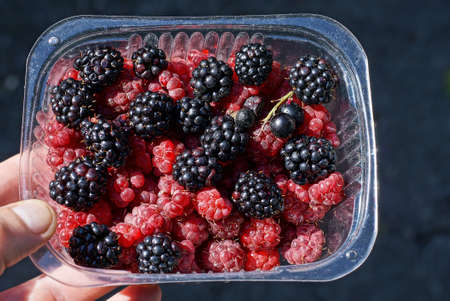 red ripe raspberries and black blackberries lie in a plastic box in hand on a gray background