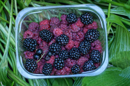 black and red berries of blackberries, raspberries and currants in a plastic box on green leaves and...