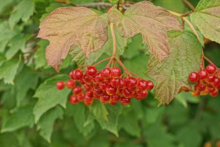 red viburnum berries on a thin branch among green leaves in a summer garden