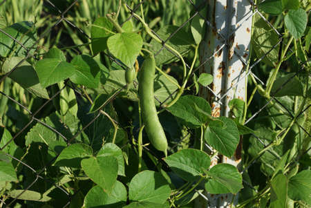pea pod among green branches and leaves on a gray metal mesh outside