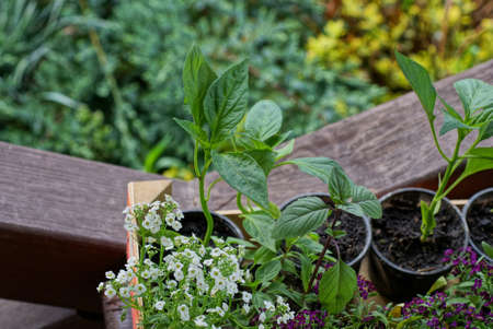 green sprouts of seedlings and small white decorative flowers in plastic vases outside near a brown...