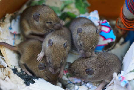 many small wild gray blind mice in a nest made of pieces of paper