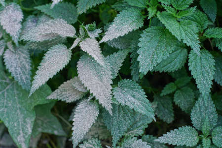 natural plant texture of green nettle in gray ash