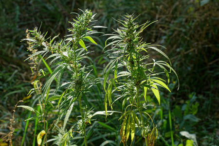 two large green hemp bushes in the sunlight in the summer garden