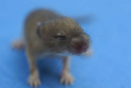 one small gray blind mouse sits on a blue background