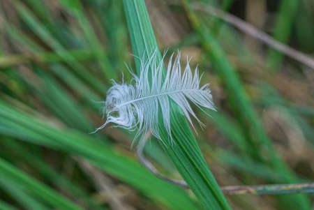 one small white feather lies on long green grass in natureの写真素材