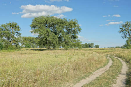 road on a field with green grass against the background of trees and blue sky on a summer sunny day