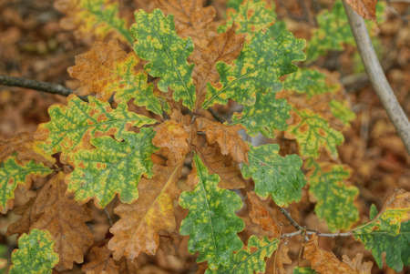 oak tree branch with green and brown leaves in autumn forest