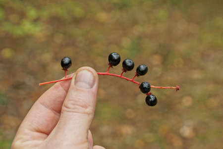 fingers on his hand holding a thin red branch with black ripe cherry berries on a brown background in an autumn parkの写真素材