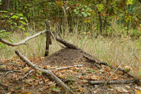 one large brown anthill in the autumn forest among dry gray grassの写真素材