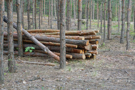 a pile of brown logs among the pine trees in the forest