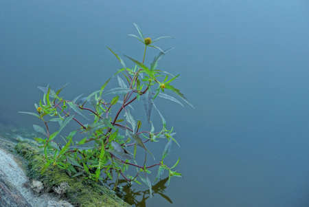 green wild plant with yellow small flower on gray wooden log in blue lake waterの写真素材