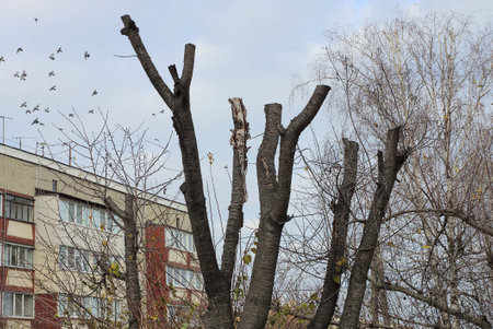 large tree with gray cropped branches against a blue sky on an autumn street