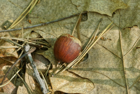 one brown acorn lies on gray dry fallen leaves in nature