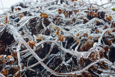 dry brown icy branches of hop plant with buds in white ice on winter natureの写真素材