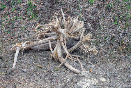 one gray dry tree stump with roots lies on the ground in nature