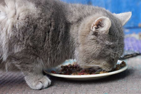 one big gray cat eating food from a white plate on the streetの写真素材