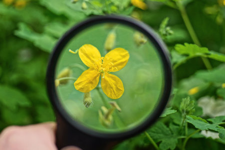 black magnifying glass in hand enlarges the yellow bud of celandine flower in green vegetation in...