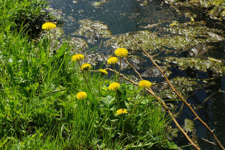 many yellow dandelion flowers in green grass on the shore of a pond near the waterの写真素材