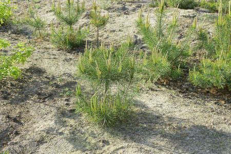 a row of small green pines in gray sand in a forestの写真素材