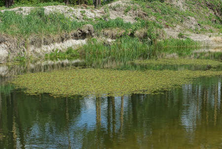 part of the lake with green algae and grass on the water near the shore of sand in nature