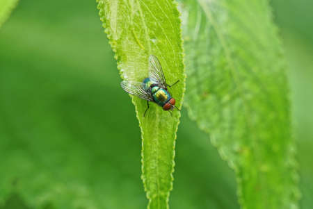 one small fly sits on a green leaf of a plant in nature