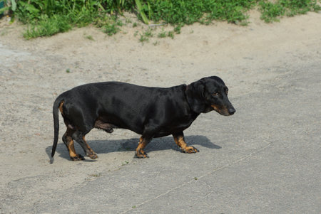 one black dog dachshund stands on the gray asphalt road on the streetの写真素材