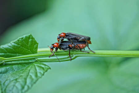 two big black red beetles mate on a green stem of a plant in natureの写真素材