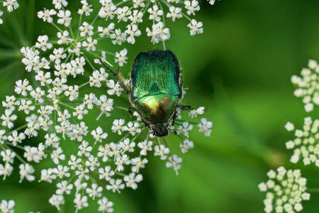 one large green bug collect pollen on a white flower on nature in a summer park
