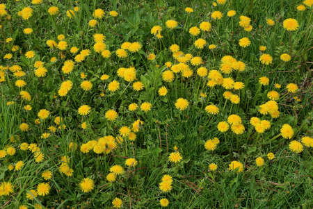 natural plant texture of many yellow dandelion flowers in green grass in nature
