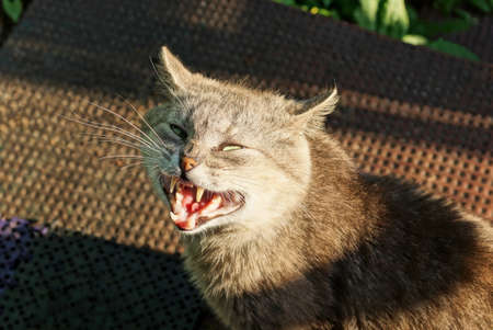 one gray cat sits and yawns angrily on the street