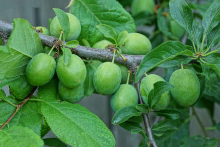 green unripe plums on a branch with leaves in a summer gardenの写真素材