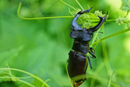 one large black brown beetle deer on a green stem of a plant in natureの写真素材